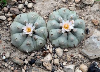 HUICHOLES (Wirrárika) VENERAN EL VENADO Y EL PEYOTE
