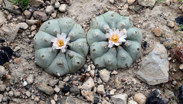 Peyote-peligro