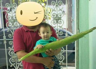 -Los Elotes Más Grandes del Mundo en un pueblito Pequeño de Nayarit