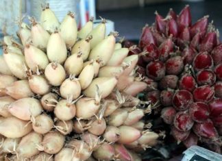 El cocuixtle Una delicia que no debes dejar de probar