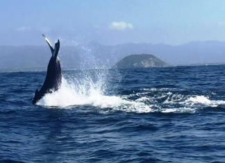 Arriban Ballenas a costas de Nayarit (Vídeo)