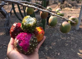 Pitaya la fruta del dragón, con tantas propiedades para la salud que te sorprenderán