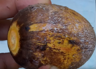 Coquitos de aceite: sabores de mi tierra