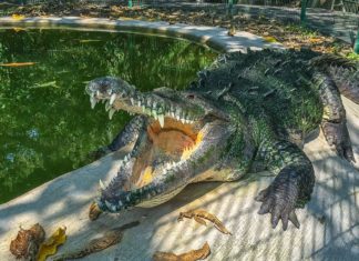 El cocodrilario Kiekari una experiencia única de acercamiento con la naturaleza