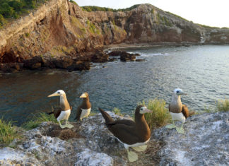 Isla Isabel, una maravilla natural que no debes dejar de conocer