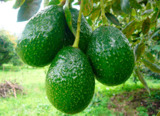 Relación entre el aguacate y los testículos, ¡Te sorprenderás!
