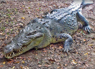 Conoce el santuario de cocodrilos “El cora” en Bucerías Nayarit