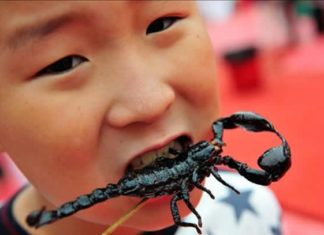 Las 15 comidas más extrañas del mundo ¡Para valientes!