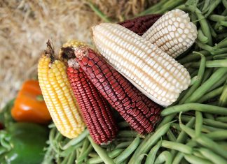 Nayarit, tierra fértil que produce más de 24 variedades de maíz