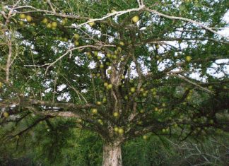 La leyenda del famoso árbol cuastecomate