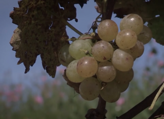 “Meseta del cielo” el primer viñedo nayarita en Jala