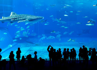 Acuario Michin, de los más sorprendentes de México