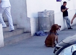 A más de una semana que murió su amo seguía esperándolo en el IMSS