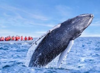 Diciembre, el mes del arribo de ballenas a Nayarit