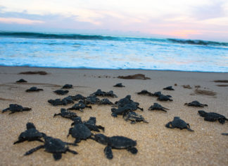 Liberación de tortugas: la más bella actividad que podrás realizar en Nayarit