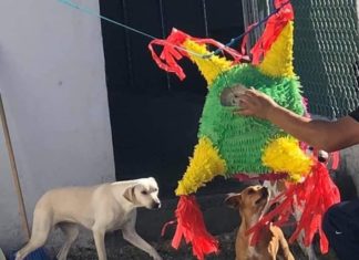 Celebran posada con piñata y galletitas a perritos de albergue