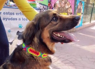 Nayaritas crean accesorios para mascotas con arte Huichol