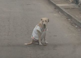 Artesanos le ponen huipil a perrita para protegerla del frío y conmueve en redes