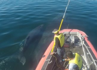Rescatan en San Blas a ballena y su cría atrapadas