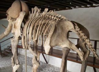 Mamut encontrado en Ecatepec, se exhibirá en Tepic