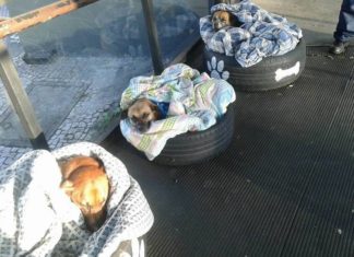Formas de ayudar a un perro de la calle en este invierno