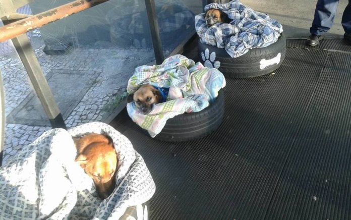 perritos-brasil-protegidos-frio