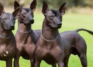 El xoloitzcuintle, el perro más antiguo del mundo