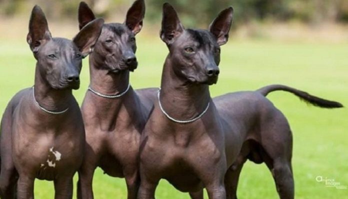 raza-perro-xoloitzcuintle-2