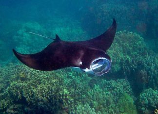 Encuentran manta gigante en aguas de Bahía de Banderas