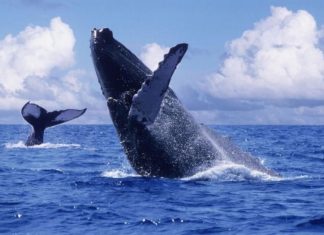 Provenientes de Alaska Ballenas dan a luz a 14 ballenatos en México