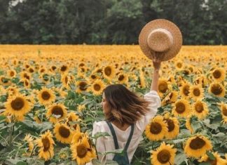 Un santuario dedicado a los girasoles, está en México y no te lo puedes perder