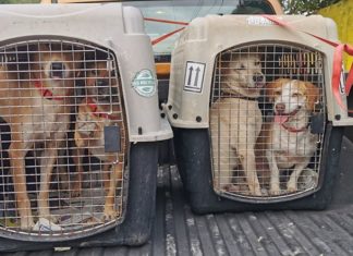 Perritos callejeros de México encuentran hogares en Canadá