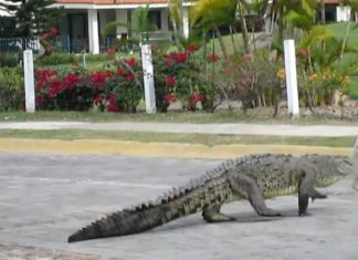 Cocodrilos recuperan el espacio que les fue quitado en Nuevo Vallarta