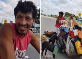 El nayarita que lo dejó todo para recorrer el país rescatando perros