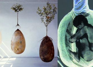 Entierros ecológicos que dan vida a un árbol, adiós a los ataúdes