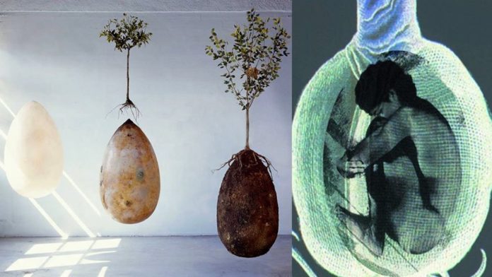 portada-adios-ataudes-entierro-ecologico-brinda-nueva-vida-arbol-1024x576