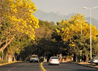 Ya comienzan a florecer las hermosas jacarandas