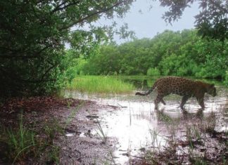 “La papalota” el área natural que protege el jaguar en Santiago Ixcuintla