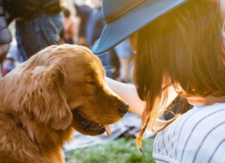 Ambientalistas Piden que ya no le Digas “Mascota” a tu Perro Porque es Despectivo