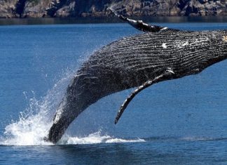 Ballena Atrapada en Baja California es Rescatada