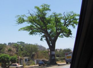 Buscan Preservar El Capomal, un Bosque Paradisíaco cercano a Vallarta