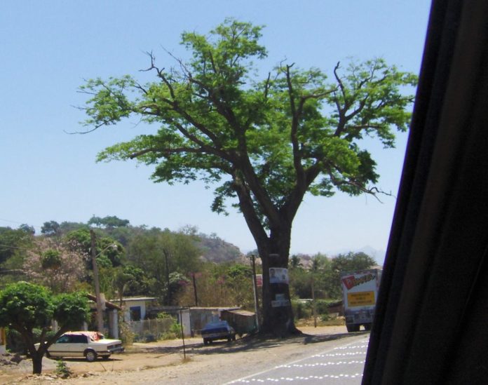 Buscan Preservar El Capomal, un Bosque Paradisíaco cercano a Vallarta 1