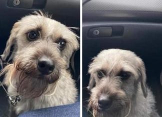 Buscan a Max, el Perrito que Salió Huyendo del Auto tras un Choque