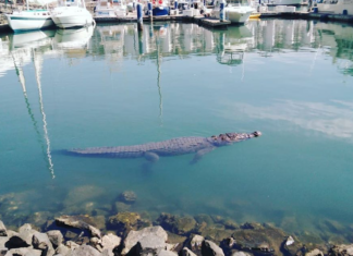 Cocodrilo 3 Metros vive suelto en Marina Vallarta