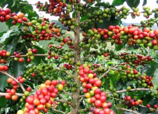 El Precio del Café se Desploma en Nayarit