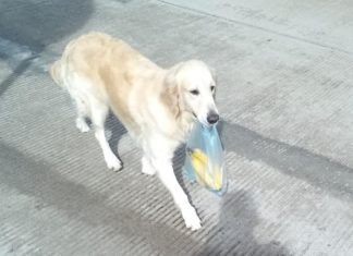 El perrito que hace mandados a cambio de comida en Bahía de Banderas