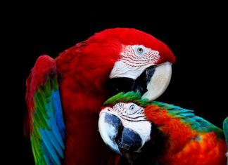 En Riesgo la Biodiversidad Mexicana
