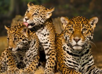 La Construcción en su Hábitat es una Amenaza para su Especie: El Jaguar