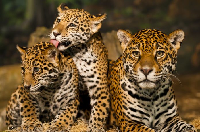 La Construcción en su Hábitat es una Amenaza para su Especie, El Jaguar 2