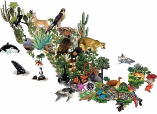 Se Exige un Esfuerzo Mayor Para Detener el Tráfico Ilegal de la Vida Silvestre